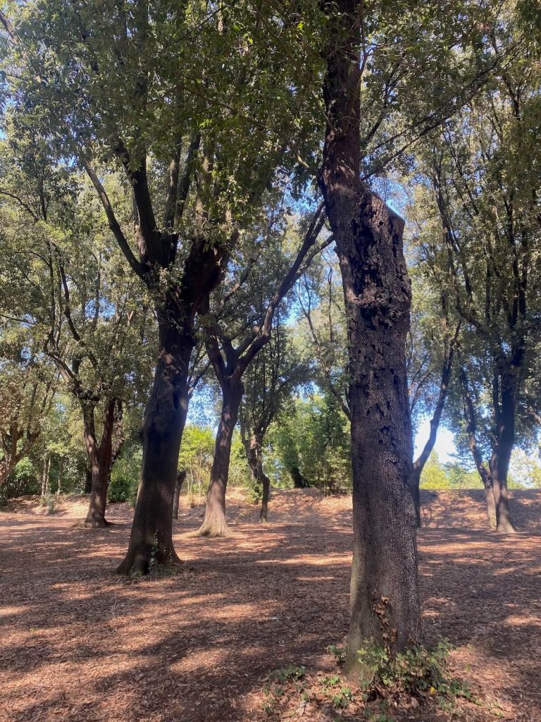 Alberi con la luce che filtra tra i rami creando giochi d’ombra sul terreno