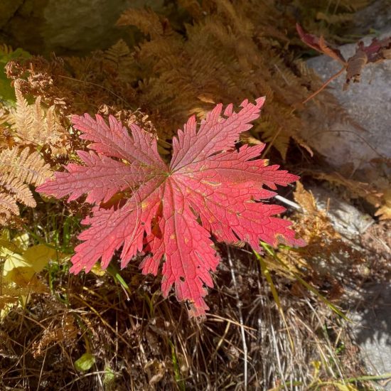 Primo piano di una foglia di geranio selvatico rossa in autunno