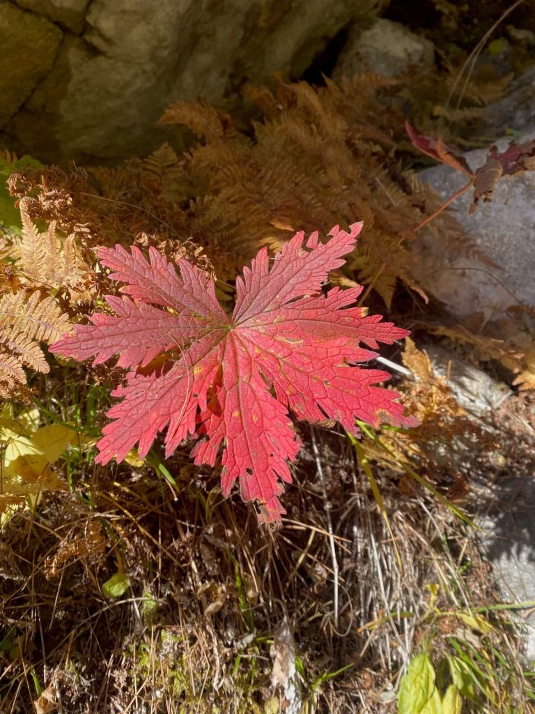 Primo piano di una foglia di geranio selvatico rossa in autunno