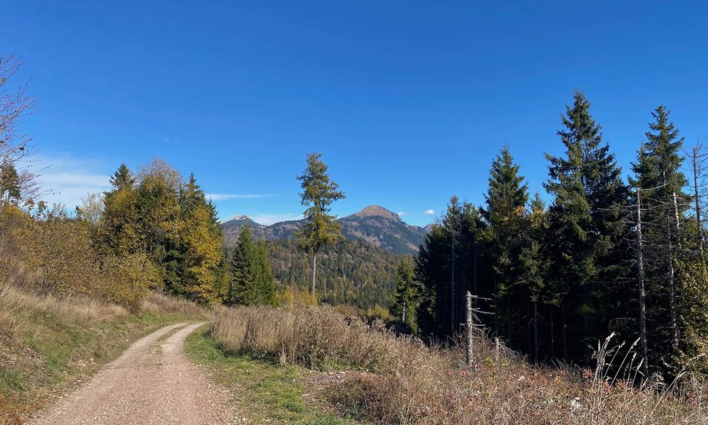 Strada forestale sterrata con abeti ai lati, montagne e cielo azzurro con alcune nuvole sullo sfondo