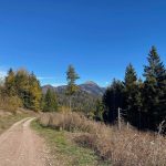 Strada forestale sterrata con abeti ai lati, montagne e cielo azzurro con alcune nuvole sullo sfondo