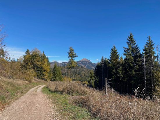 Strada forestale sterrata con abeti ai lati, montagne e cielo azzurro con alcune nuvole sullo sfondo