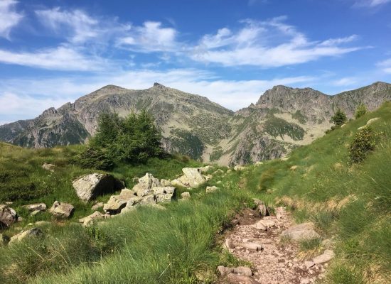 Sentiero di montagna tra prati e rocce, con piccoli abeti e montagne rocciose sullo sfondo