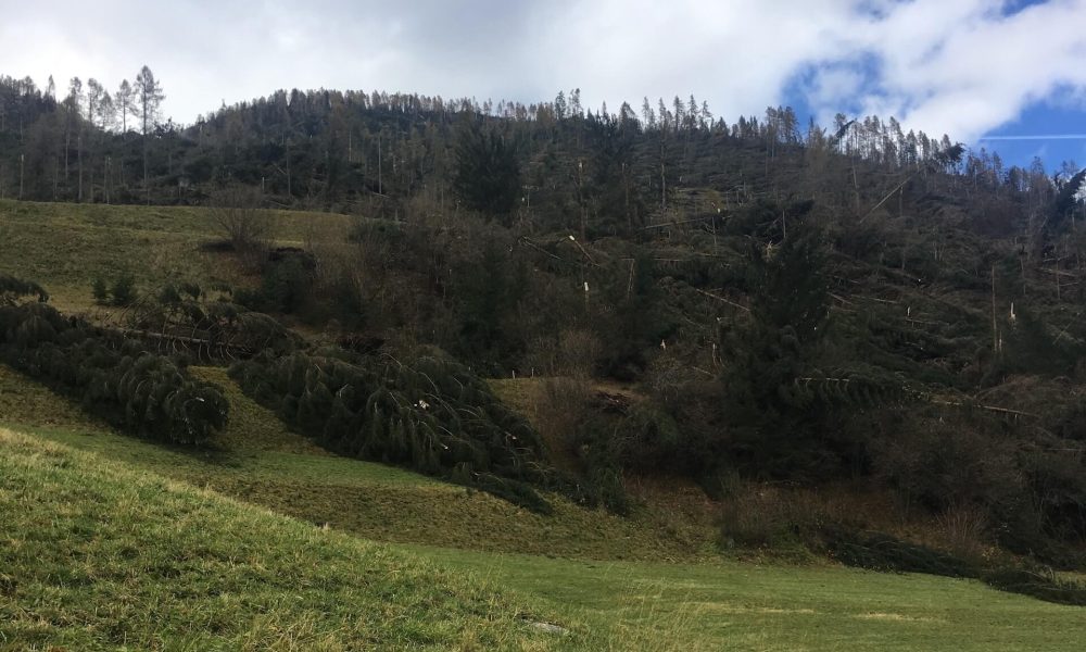 Prato al margine di un bosco dopo la tempesta Vaia, con alberi abbattuti e tronchi spezzati a terra