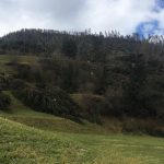 Prato al margine di un bosco dopo la tempesta Vaia, con alberi abbattuti e tronchi spezzati a terra