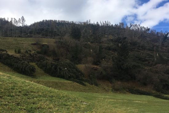Prato al margine di un bosco dopo la tempesta Vaia, con alberi abbattuti e tronchi spezzati a terra