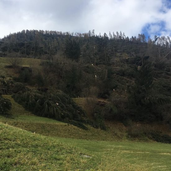 Prato al margine di un bosco dopo la tempesta Vaia, con alberi abbattuti e tronchi spezzati a terra