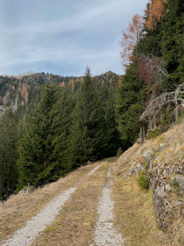 Strada sterrata di montagna che entra in un bosco di abeti e larici, con montagne boscate e cielo velato sullo sfondo