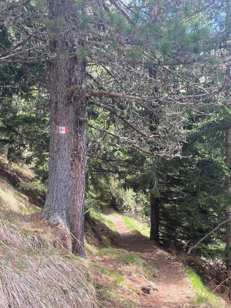 Sentiero nel bosco con un grande pino sul lato sinistro, segnato da un segnavia dipinto sul tronco