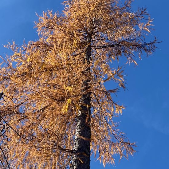 Larice dorato in autunno fotografato dal basso, con cielo azzurro sullo sfondo