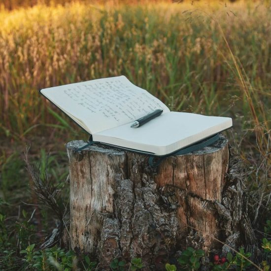 Taccuino aperto con penna appoggiata, su una ciocca di albero tra piante di mirtillo, con prato e bosco sullo sfondo