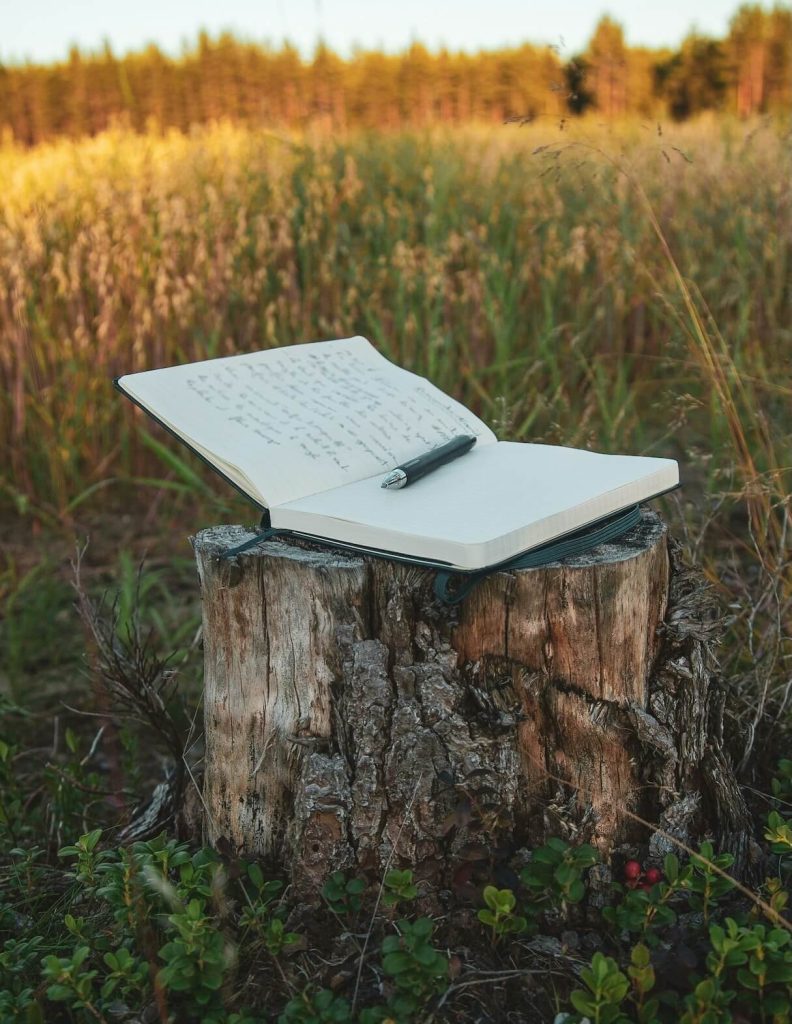Taccuino aperto con penna appoggiata, su una ciocca di albero tra piante di mirtillo, con prato e bosco sullo sfondo