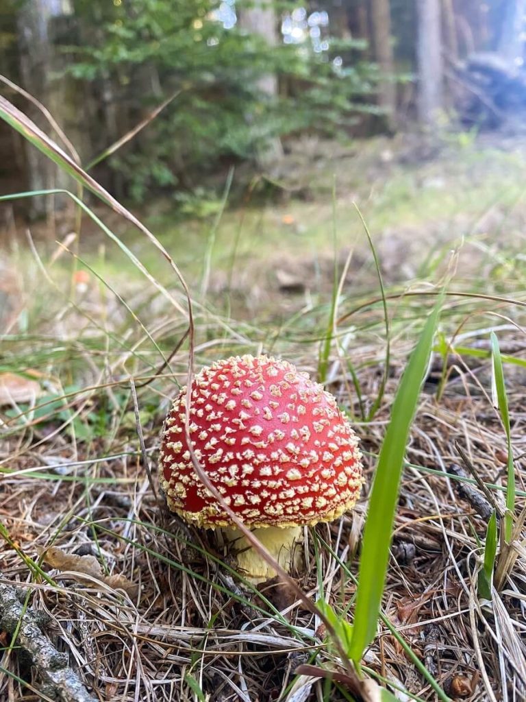 Amanita muscaria nel sottobosco tra aghi di pino e erba, dettaglio naturale che emerge quando lo sguardo rallenta.