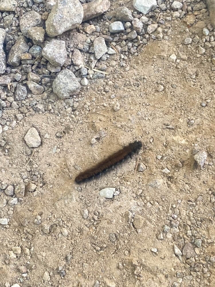 Bruco che attraversa lentamente un sentiero sterrato, piccolo incontro che si nota solo camminando con attenzione.