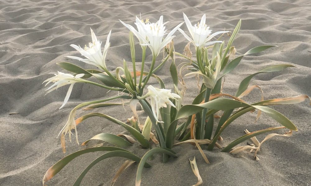 Giglio di mare che cresce tra le dune sabbiose, esempio di dettaglio naturale che si nota camminando con attenzione.
