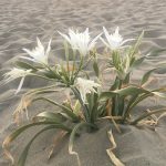 Giglio di mare che cresce tra le dune sabbiose, esempio di dettaglio naturale che si nota camminando con attenzione.