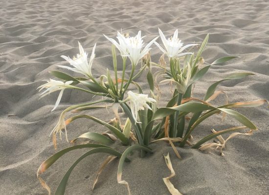 Giglio di mare che cresce tra le dune sabbiose, esempio di dettaglio naturale che si nota camminando con attenzione.