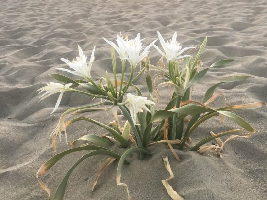Giglio di mare che cresce tra le dune sabbiose, esempio di dettaglio naturale che si nota camminando con attenzione.