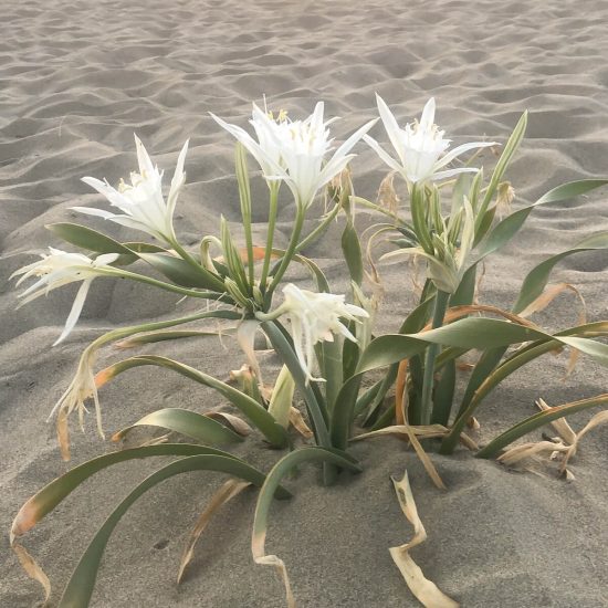 Giglio di mare che cresce tra le dune sabbiose, esempio di dettaglio naturale che si nota camminando con attenzione.