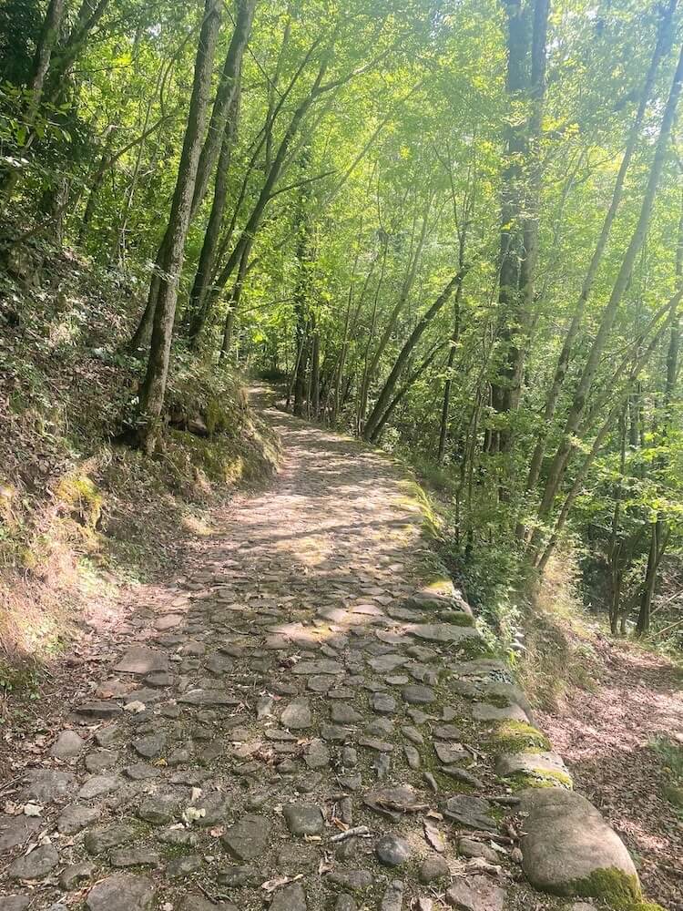 Antica mulattiera selciata che attraversa il bosco, traccia storica del rapporto tra comunità e territorio.